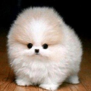 Meet your Posher, Kyla